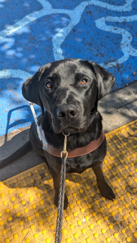 Roscoe, a black lab, sits in his harness at a curb edge on a set of yellow truncated domes. Behind him the street is painted blue with a light blue pattern.