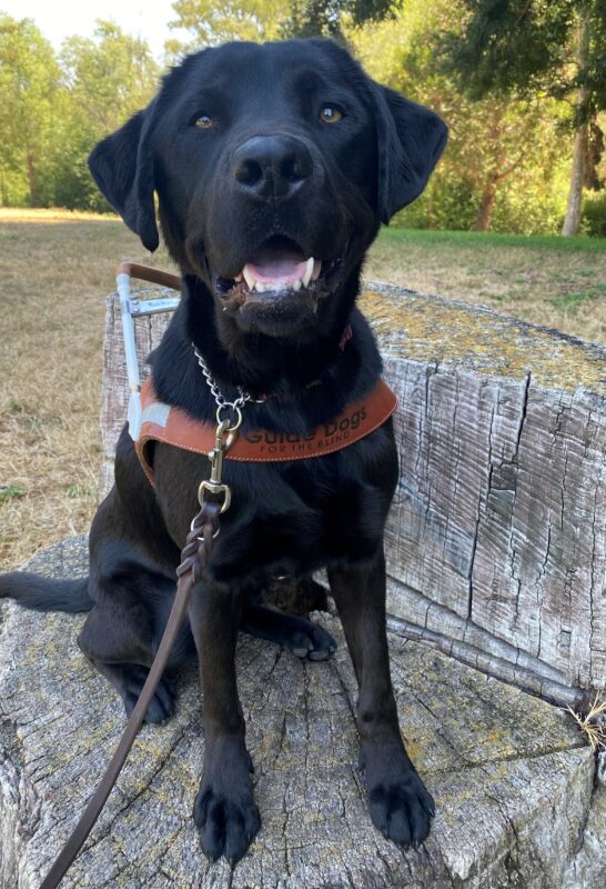 In this picture, Kearney is sitting in harness on top of a tree stump that is in the shape of a chair. He is looking at the camera. Trees are in the background.