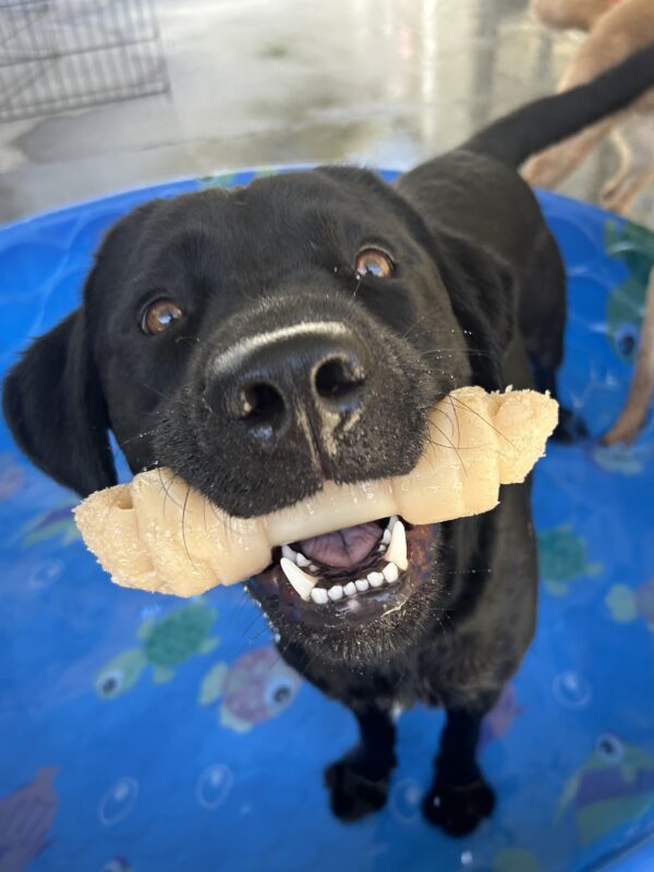 Matrix is standing in a blue kiddie pool looking up at the camera. He is proudly showing the camera his Nylabone.