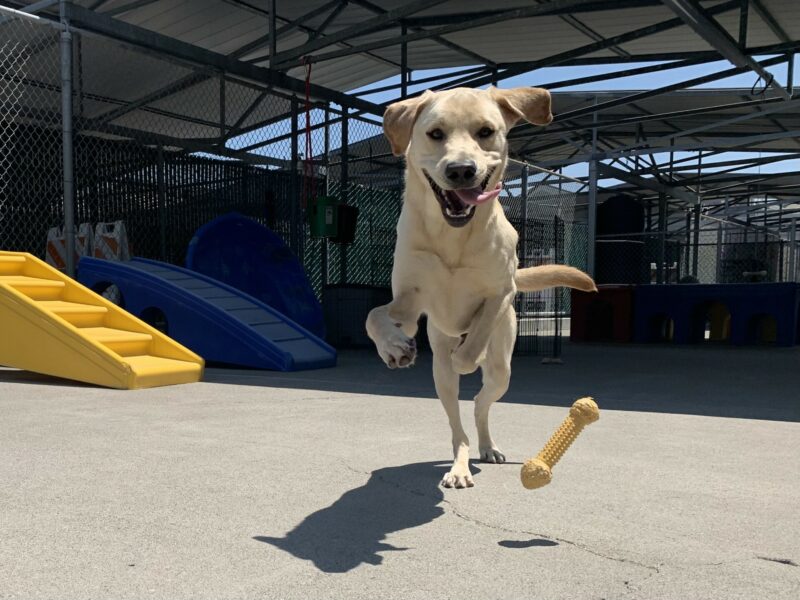 Matt runs towards the camera with a happy expression - both his ears and tongue flapping in the wind. His front two paws are in the air as well as an airborne toy!