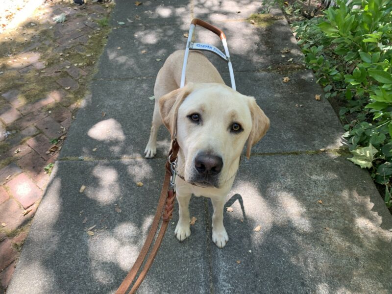 Matt stands in the middle of the sidewalk wearing his harness with green bushes on one side and bricks on the other - he's looking directly up at the camera.
