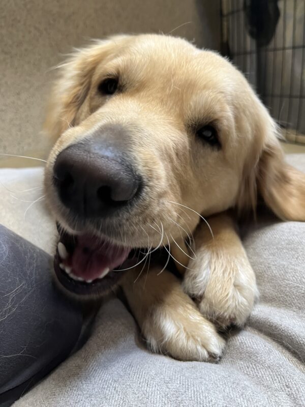 Close up of Golden boy Mosey chewing on a bone held between his paws.