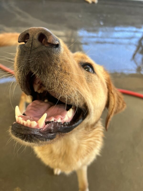 A close up headshot of Nautilus, a large and handsome cross. Nautilus is playing in community run on the Oregon campus. He has a big toothy smile on his face and looks beyond thrilled.