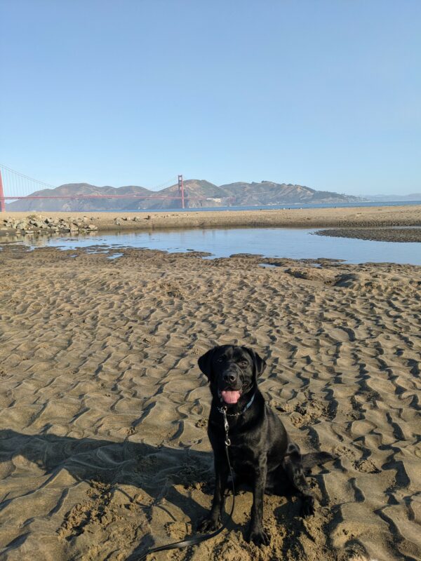 Black Lab Newton is sitting on a sandy beach with water and the Golden Gate bridge in the background.