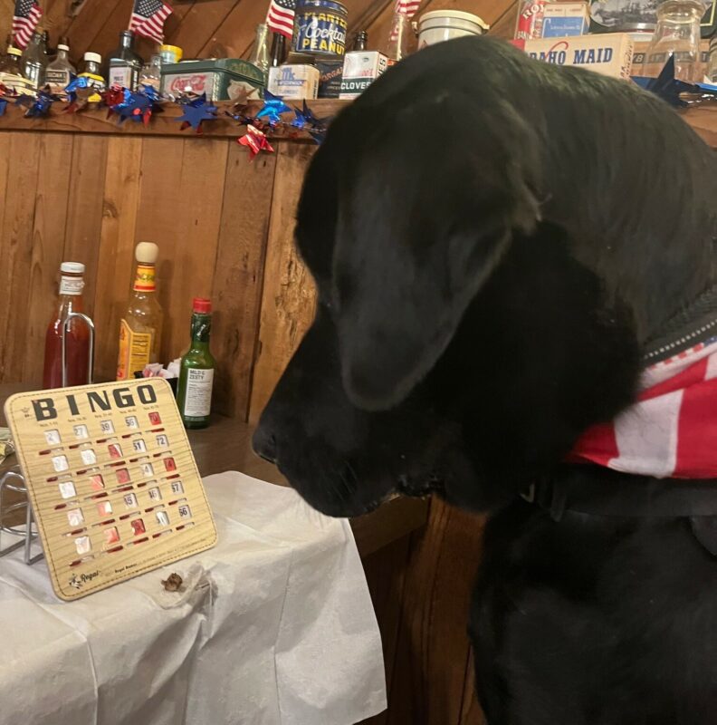 Black Lab Norway wearing a red and white scarf intently studying a bingo card.
