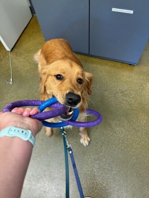 Nugget is pulling on a purple and blue 3-ring tug toy. His handlers arm is visible in the picture.