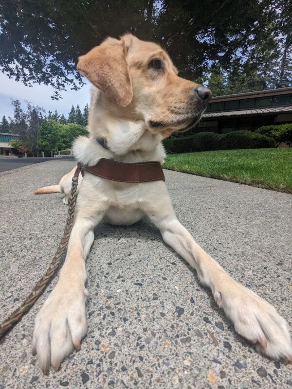A close up shot of a yellow lab in harness. She is laying on the sidewalk looking off to her left. Her feet are stretched out to the camera, and she has a serious look on her face.