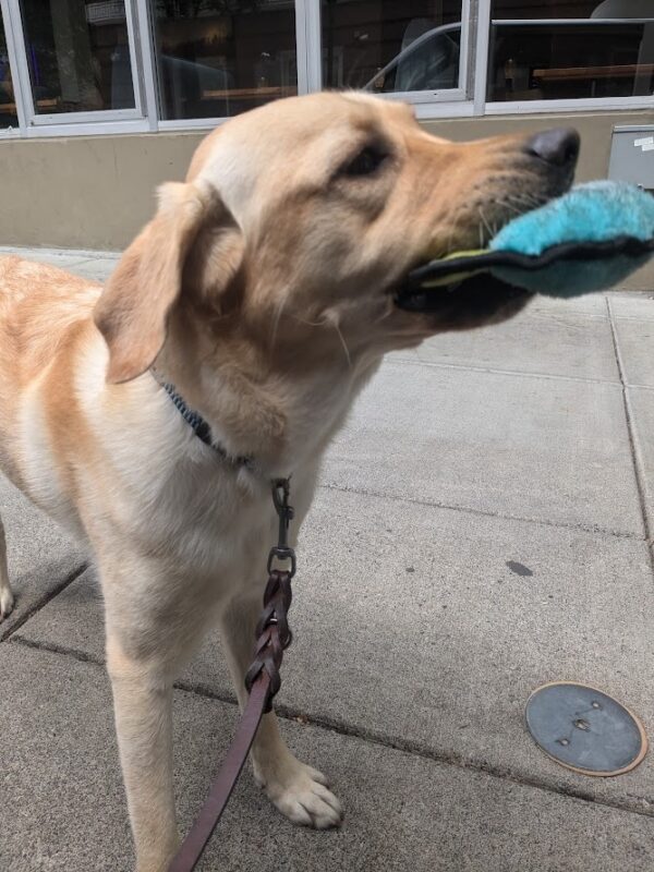 A yellow lab standing on the sidewalk with a blue toy in her mouth. She's looking off to her left.
