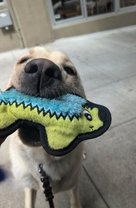 A close up of a yellow lab on a sidewalk with a blue and green soft toy in her mouth. Only her eyes and muzzle in focus, as shes pushing the toy towards the camera to try to share her toy and play.