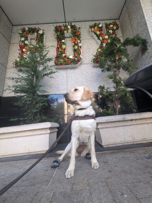 Barley, a yellow lab sits in front of a floral