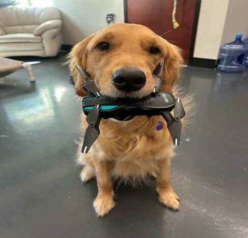 Golden Riggs with a drone gently held in his mouth.