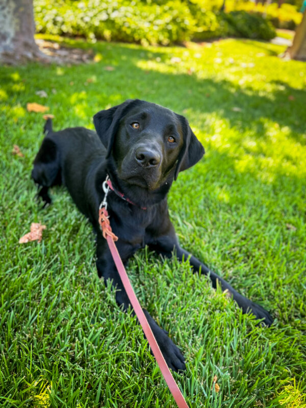 Rinda lies on the shady green grass on campus looking up at the camera with a cute head tilt