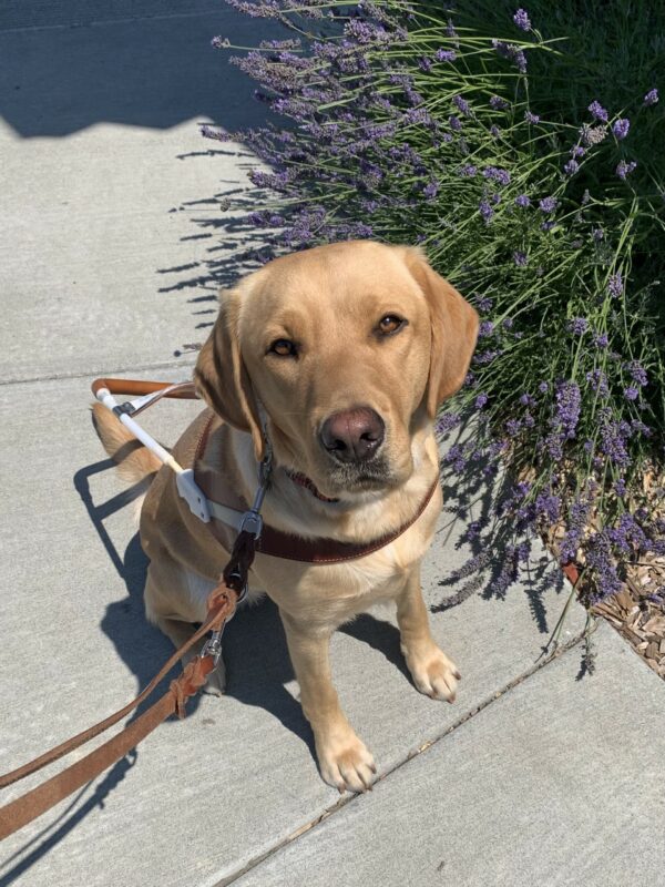 Rubicon wears her guide work harness while sitting on the sidewalk in front of a lavender bush.