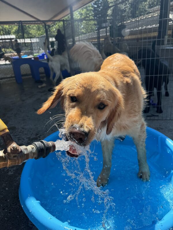 Yellow coated cross, Sal, stands in a blue kiddie pool and attempts to drink out of a hose. His hair is slightly damp.