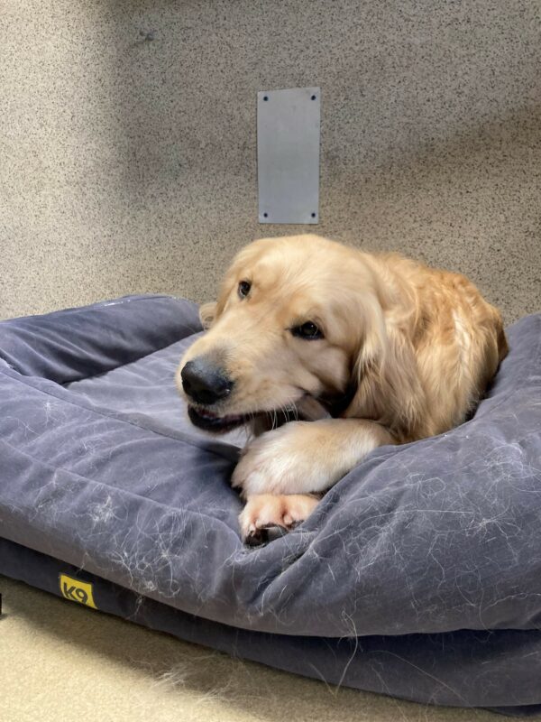 Saxon is pictured laying down on a plush bed in the center section of our kennel area. He appears to be very content, holding a nylabone with both paws, chewing vigorously.