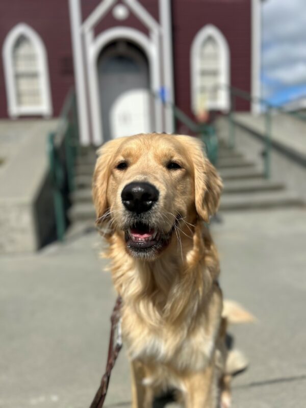 Saxon is pictured standing in harness, on leash, in front of an older red and white building. He has what appears to be a small smile while looking at the camera. Because of Saxon's large and glorious mane, the harness is not as easily seen, but trust that it is in fact there.