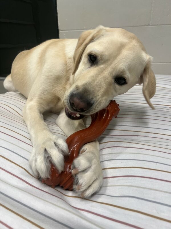 Seamus lays on a soft bed chewing a red bone while holding it between his two front feet.
