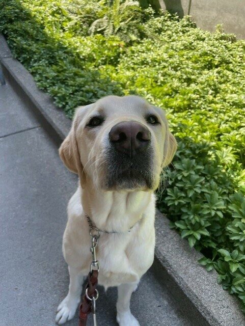 Seamus sits outside in the sunshine next to some green plants while looking curiously at the camera.