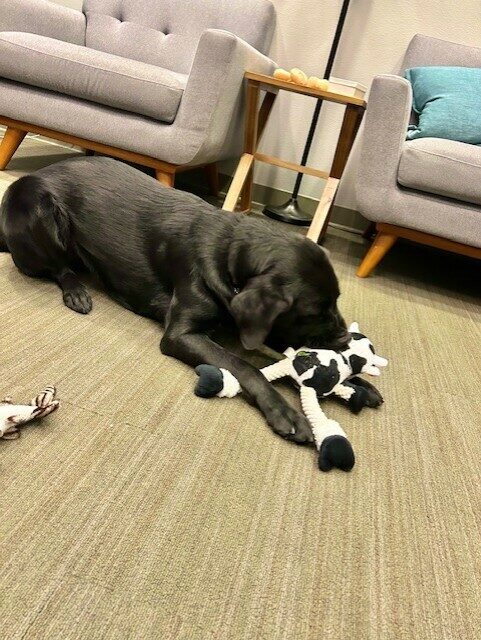 Tamsin is laying on carpet in a room playing with a black and white stuffed cow toy. Behind her are a couple chairs and a small table with Nylabones.