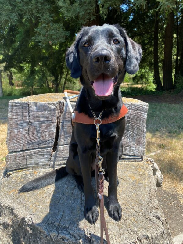 Tawny is wearing her harness while sitting on top of a tree stump (that has been carved out into a shape of a chair). She is looking at the camera with a happy expression. There are trees in the background.