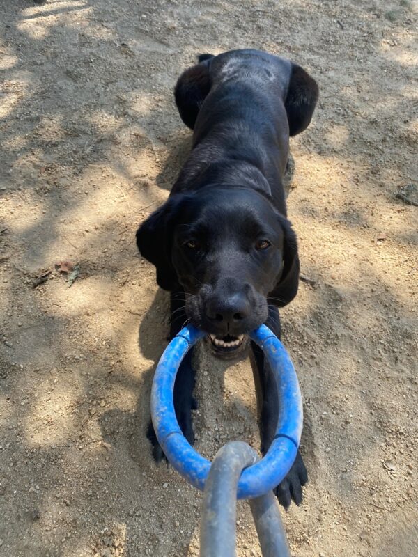 Tawny is off-leash in the outside paddock of the CA campus. She is tugging on the end of the 3-ring tug toy after a successful day of guidework training.