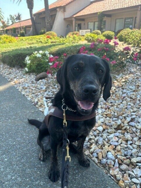 <p>Tulip sits in harness on the sidewalk. She is looking at the camera and smiling. Behind her are rocks, plants, and flowers.</p>