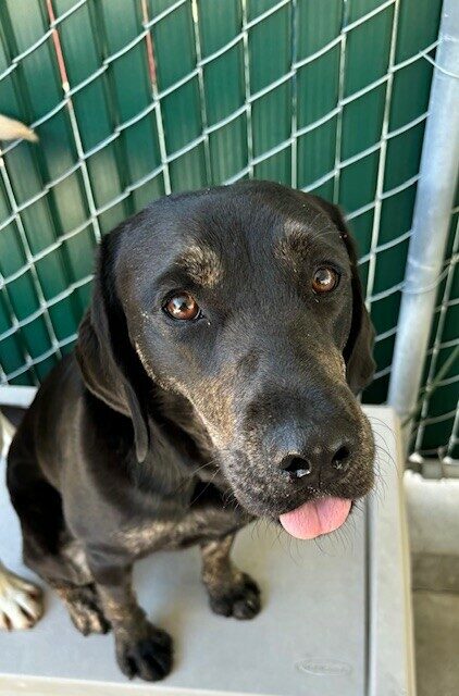 Tulip sits on a play structure in community run. The picture has caught her with her tongue sticking out. There is a green fence visible behind her.