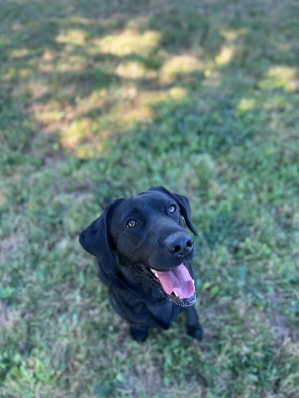 Wiki sits in a big grassy field. Her mouth is open in a happy smile. She is looking off towards the right of the camera. The camera angle is looking down on her so mostly just her head is in view