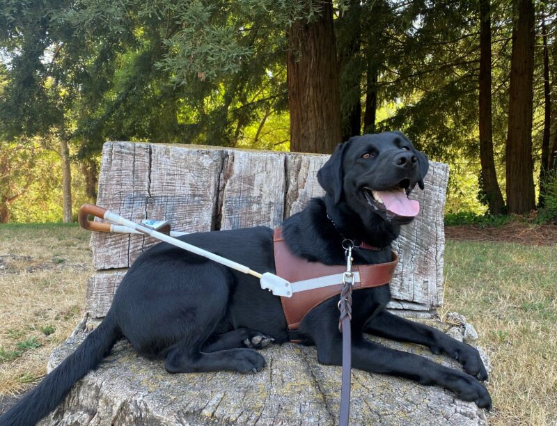 While in harness, Willa is holding a down-stay position while posing on top of a tree stump cut into the shape of a chair. She is looking into the distance with her mouth open and tongue slightly out.