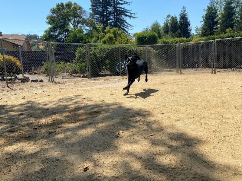 A picture of Willa playing in the play yard on the CA campus. She has the three-ring tug toy in her mouth as she runs toward the camera.