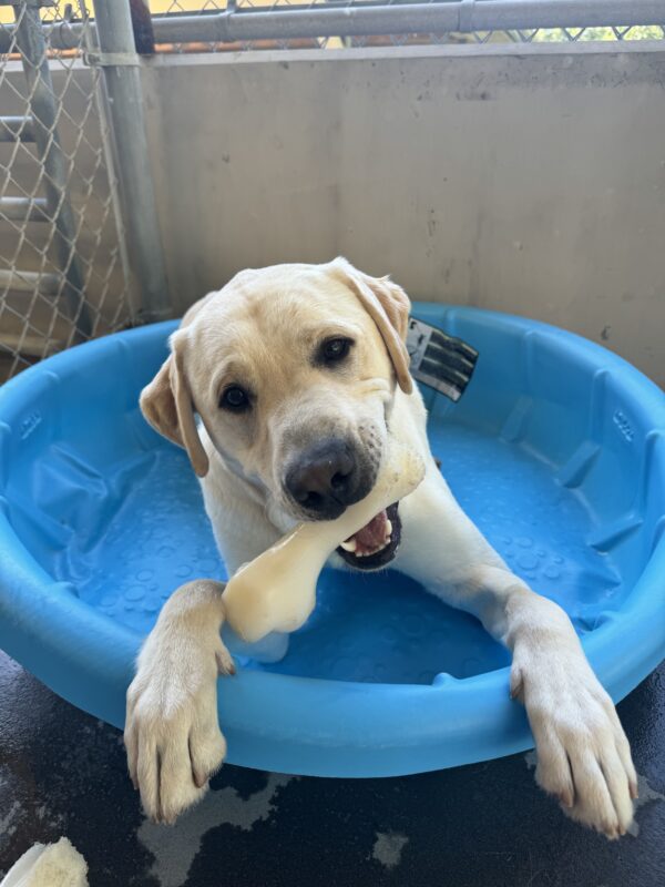 Yellow lab, Willie, lies in a dry blue kiddie pool. He is happily chewing on a bone.