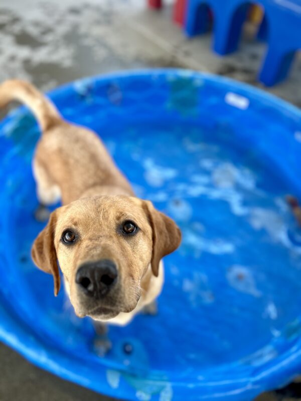 Anise stands in a blue kiddie pool filled with water. She looks up at the camera with a wet muzzle.
