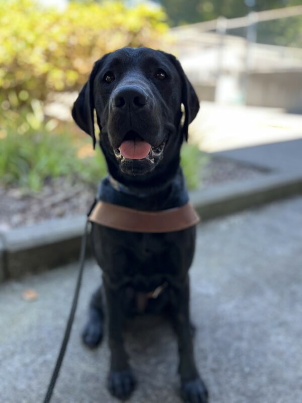 Dusty, a female black lab, is sitting in front of a planter on the Oregon Campus. She is wearing her leather GDB harness and looking very beautiful. The background is blurred, but some foliage and a concrete pathway is discernable.