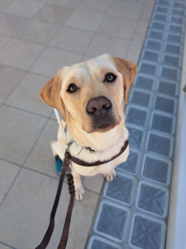 Picture is a close up of Janessa, a yellow, Labrador Retriever, is wearing her leather harness looking up at camera.