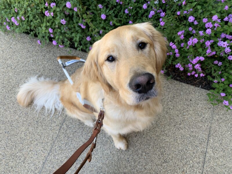 <p>Handsome Gerard looks at the camera. He is wearing a harness and posing by some purple flowers. </p>