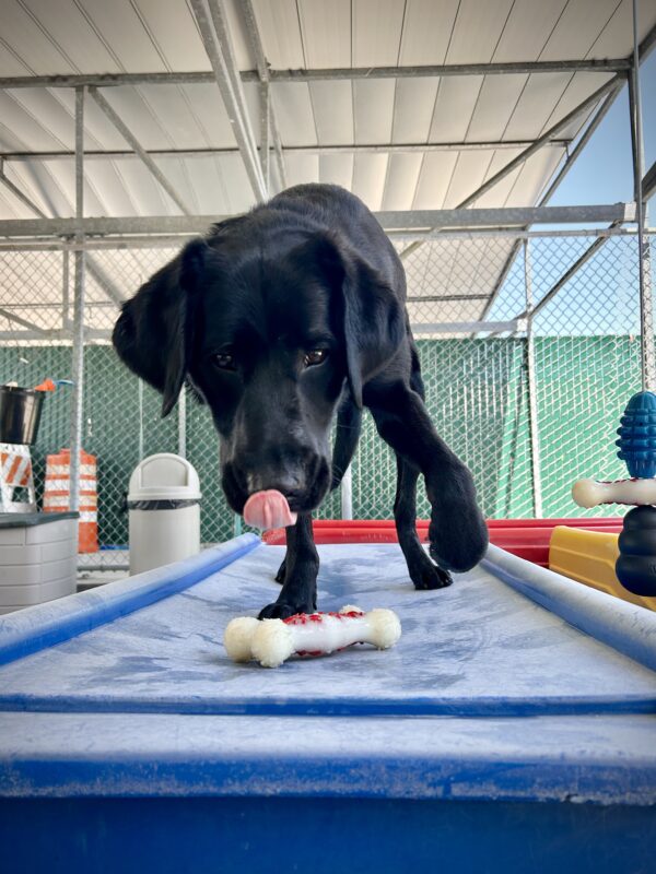 Kingman is on top of a piece of large blue play equipment. He is moving towards a bone and has been caught with one paw in the air and his tongue out as he bends his head to pick up the bone.