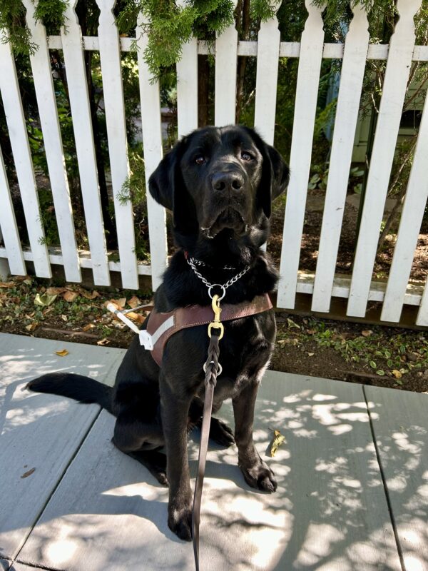 Kingman sits in harness in front of a white picket fence. He looks regal as he gazes at the camera with his mouth closed.