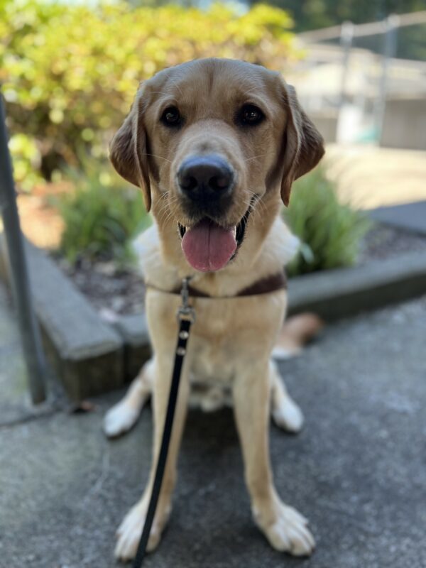 Nautilus, a yellow cross, is sitting in front of a planter on the Oregon Campus. He is wearing his leather GDB harness and looking very handsome. The background is blurred, but some foliage and a concrete pathway is discernable.
