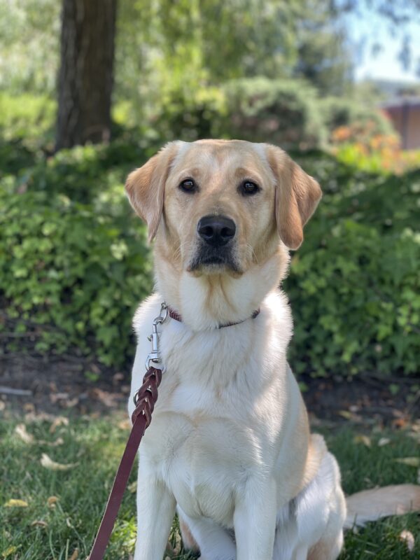<p>Pandora sits on leash in the shade looking into the depths of the camera. Grass and bushes are visible behind her.</p>