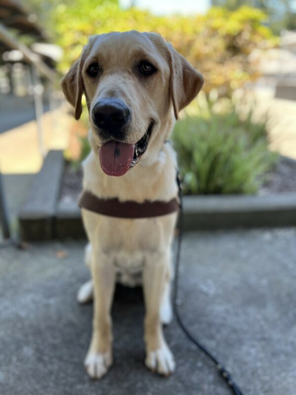 Pax, a male yellow lab, is sitting in front of a planter on the Oregon Campus. He is wearing his leather GDB harness and looking very handsome. The background is blurred, but some foliage and a concrete pathway is discernable.