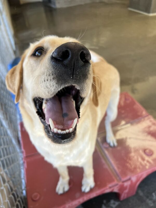 A male yellow lab named Pax is standing on a red play structure in the community run area on the Oregon campus. Pax is looking up towards the camera, with a goofy smile on his face. His tongue is sticking out slightly and he looks very happy.