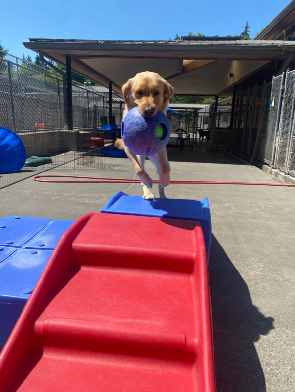Pogo, a male yellow lab/golden cross, leaps across a set of red and blue plastic play stairs in one of our community run areas. He carries a large blue Jolly-Ball style toy in his mouth.