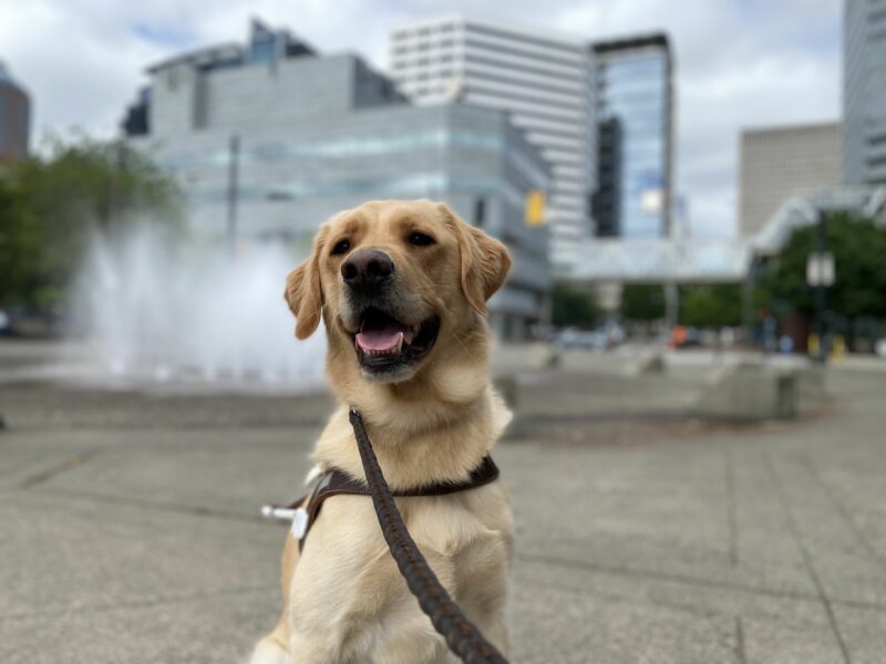 Pogo, a male yellow lab/golden cross, sits in his GDB harness and looks at the camera with an open-mouthed smile. Out of focus in the background, a splashground-style fountain erupts with a cityscape behind it.