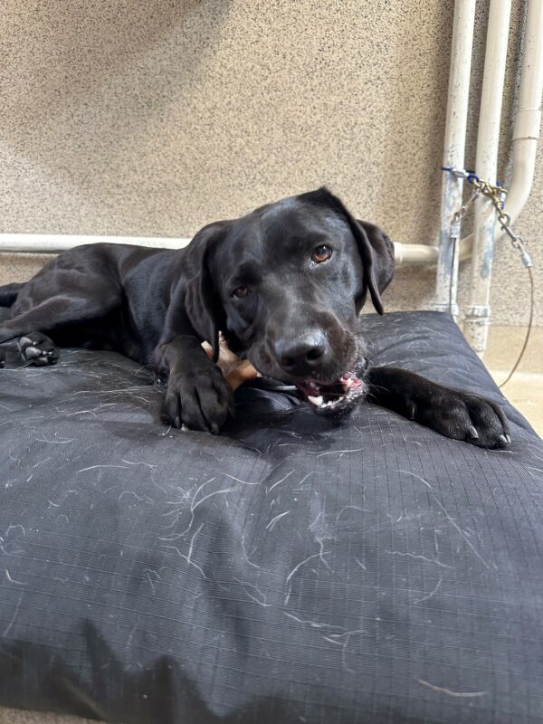 <p>Regina enthusiastically chews a bone on a dog bed in the kennels.</p>