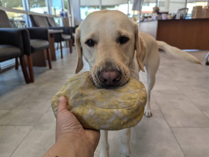 Yellow Lab Rodeo is placing a scent pouch into an outreached hand.