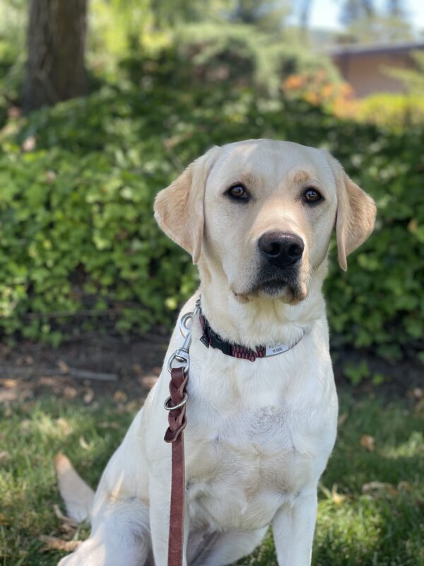 <p>Rosetta sits on leash and looks at the camera. grass and green foliage can be seen behind her.</p>