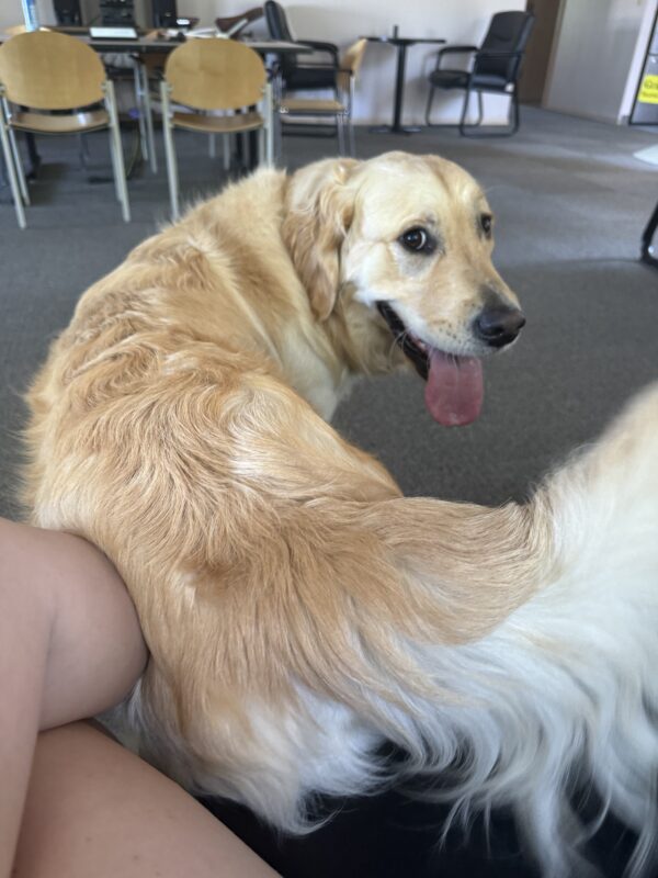 Gilmore is backed up so his tail end is leaning against his handler’s legs. He’s looking back toward the camera with a sly smile on his face.