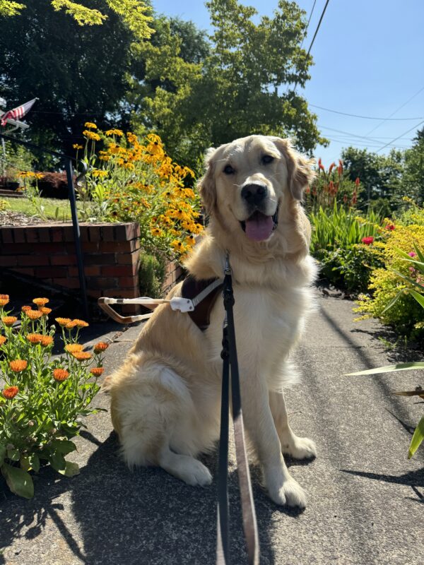 Gilmore sits proudly in harness, looking toward the camera with his tongue out. Behind and around him are large patches of different types of bright, colorful flowers.