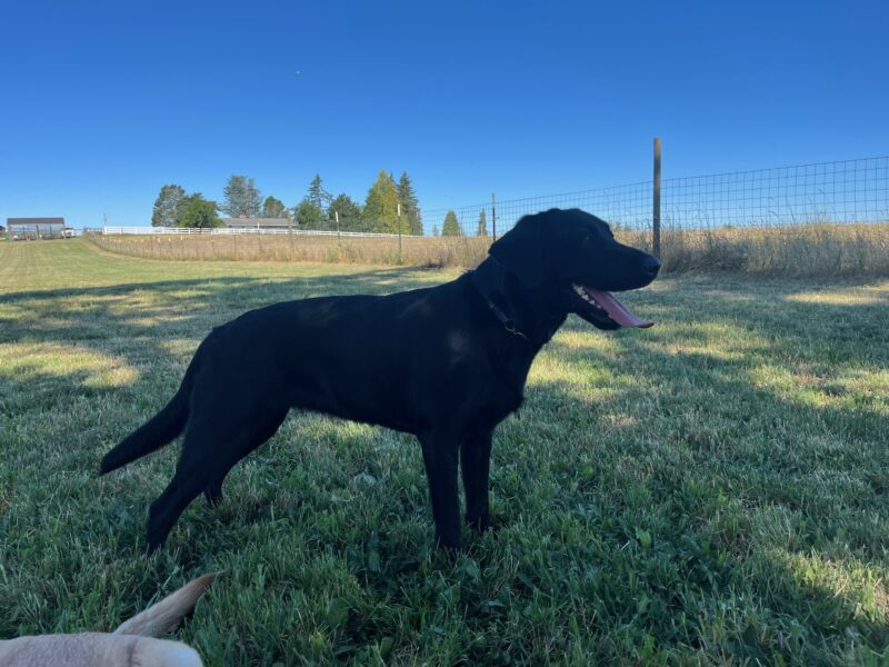 Wiki shows off her profile while standing in a large fenced green grassy field. The sky is bright blue. She is panting and looking to the right of the camera.