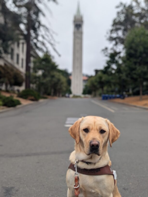 Nikita sits in harness at UC Berkeley. The clock tower can be seen blurred in the background and she looks directly at the camera.